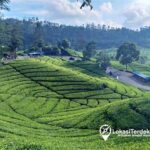 “wisata Kebun Teh Modern Ciwidey”