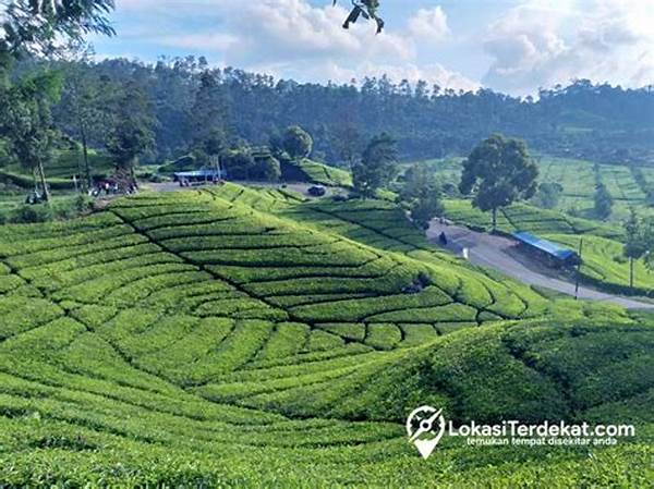 “wisata Kebun Teh Modern Ciwidey”